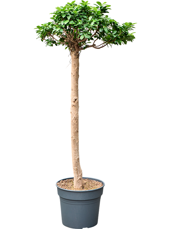 Planta naturala de interior Stem D80xH160cm Ficus microcarpa 'Compacta' PS38/32cm in pamant