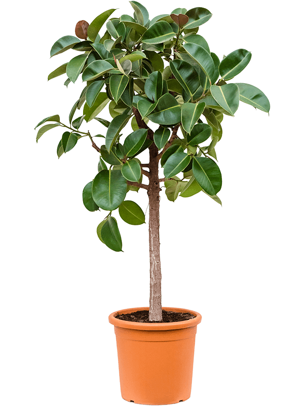 Planta naturala de interior Stem D80xH180cm Ficus elastica 'Robusta' PS40/36cm in pamant