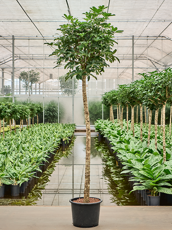 Planta naturala de interior Stem D80xH190cm Schefflera arboricola 'Compacta' P32/26cm in hidrogranule