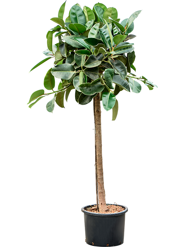 Planta naturala de interior Stem D80xH200cm Ficus elastica 'Robusta' P35/28cm in hidrogranule