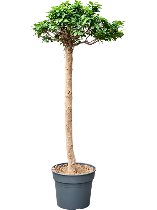 Planta naturala de interior Stem D80xH200cm Ficus microcarpa 'Compacta' PS38/32cm in pamant