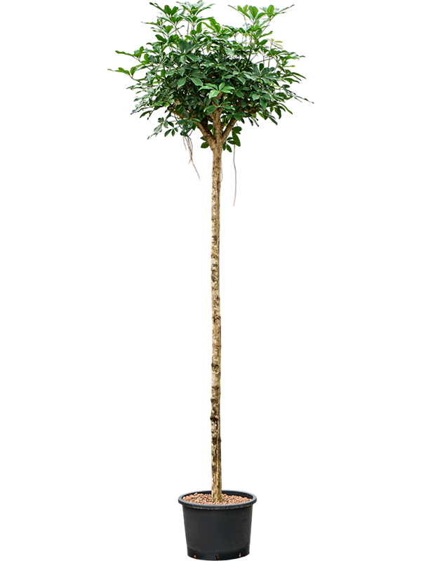 Planta naturala de interior Stem D80xH200cm Schefflera arboricola 'Compacta' P35/28cm in hidrogranule