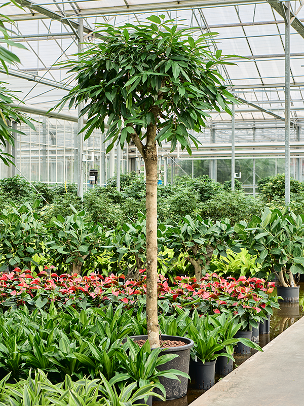 Planta naturala de interior Stem D80xH210cm Ficus binnendijkii 'Amstel King' P45/38cm in hidrogranule