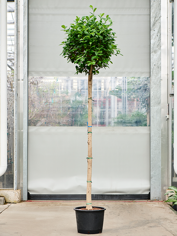 Planta naturala de interior Stem D80xH220cm Ficus microcarpa 'Moclame' P32/26cm in hidrogranule