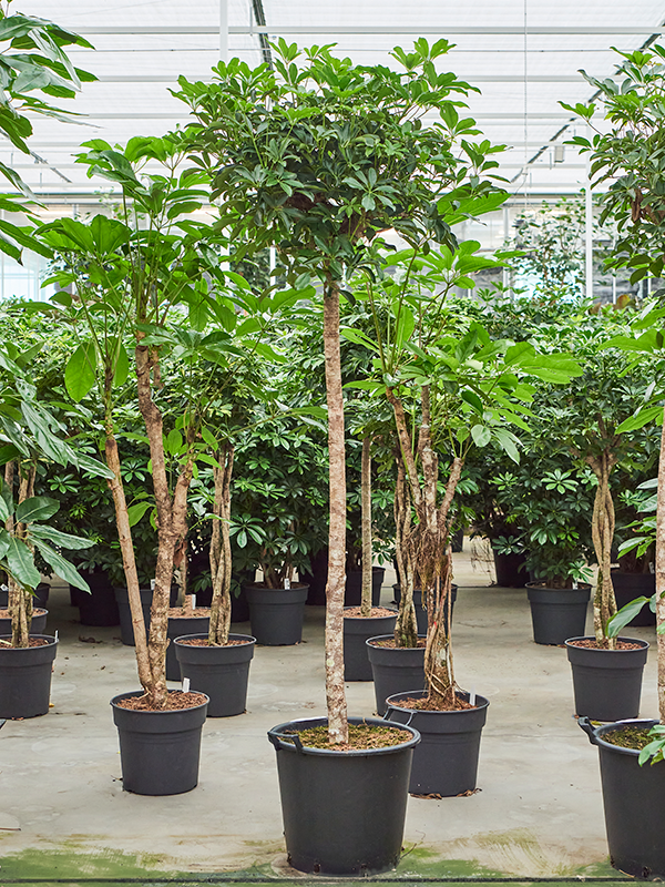Planta naturala de interior Stem D80xH220cm Schefflera arboricola 'Compacta' PS45/37cm in pamant