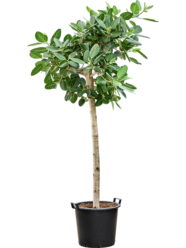 Planta naturala de interior Stem D80xH225cm Ficus benghalensis 'Audrey' PS45/37cm in pamant