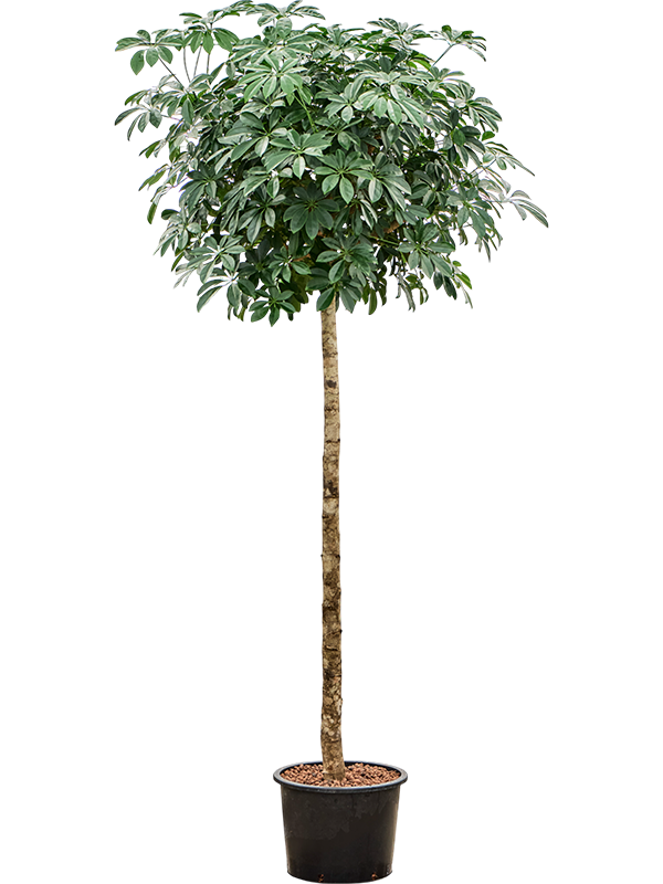 Planta naturala de interior Stem D80xH240cm Schefflera arboricola 'Compacta' P32/26cm in hidrogranule