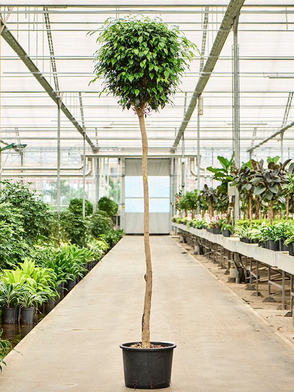 Planta naturala de interior Stem D80xH250cm Ficus benjamina 'Danielle' P32/26cm in hidrogranule