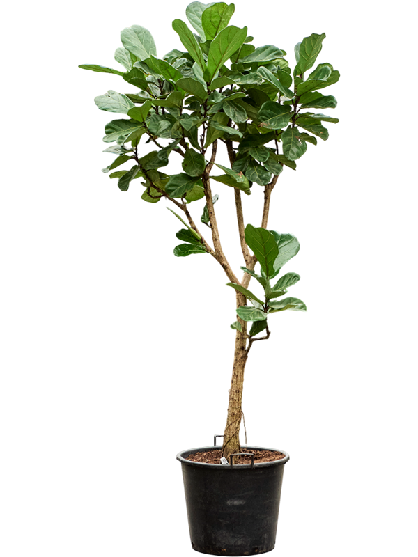 Planta naturala de interior Stem D80xH250cm Ficus lyrata PS55/44cm in pamant