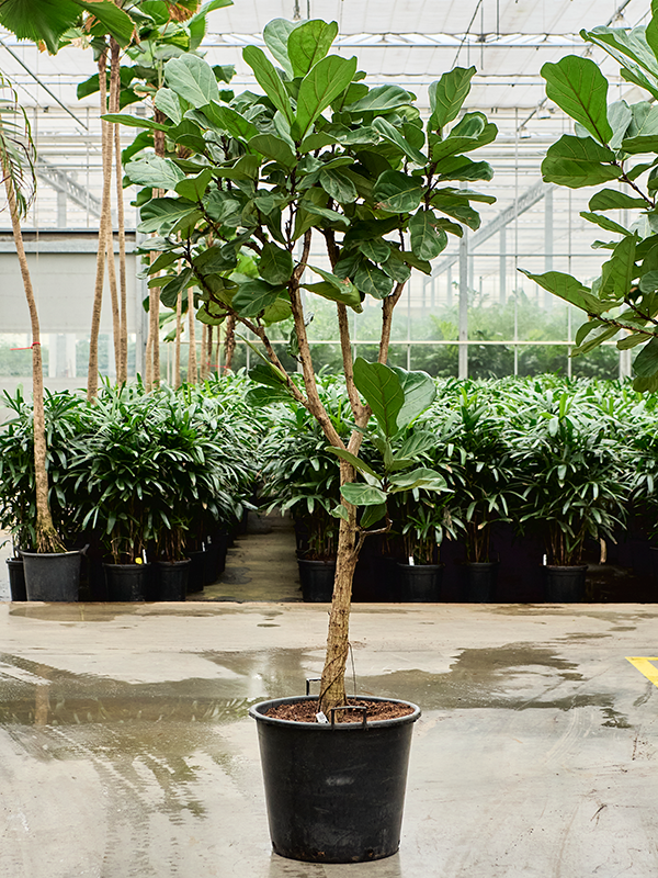 Planta naturala de interior Stem D80xH250cm Ficus lyrata PS55/44cm in pamant