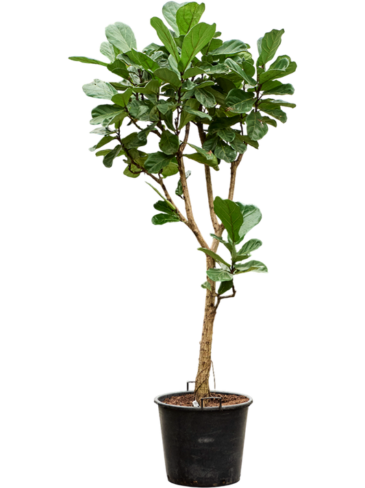 Planta naturala de interior Stem D80xH250cm Ficus lyrata PS55/44cm in pamant