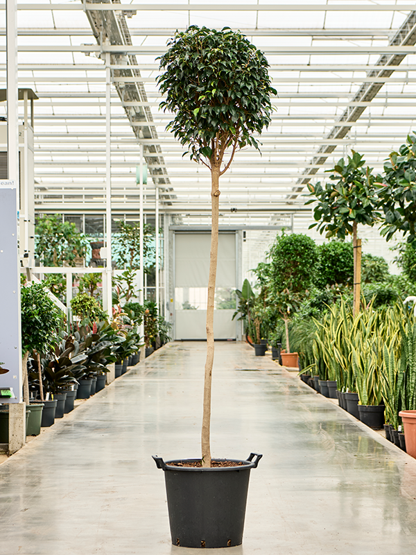 Planta naturala de interior Stem D80xH265cm Ficus benjamina 'Danielle' PS45/37cm in pamant