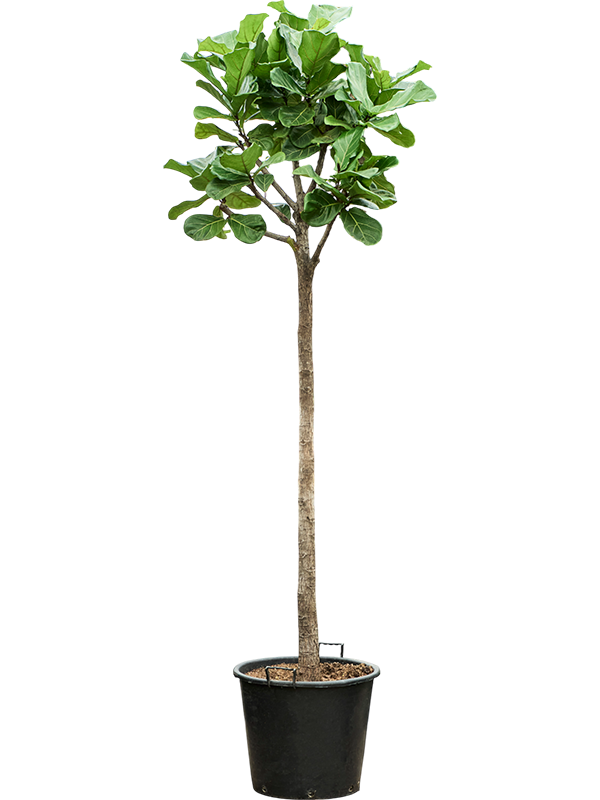 Planta naturala de interior Stem D80xH280cm Ficus lyrata PS55/44cm in pamant