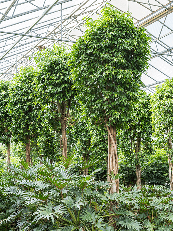 Planta naturala de interior Stem D80xH300cm Ficus benjamina 'Columnar' P55/44cm in hidrogranule