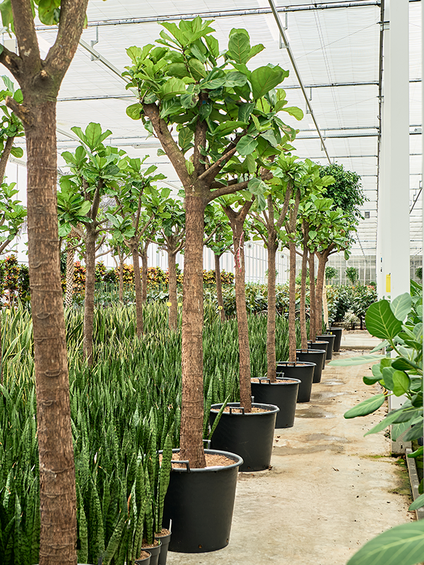 Planta naturala de interior Stem D80xH300cm Ficus lyrata PS60/48cm in pamant