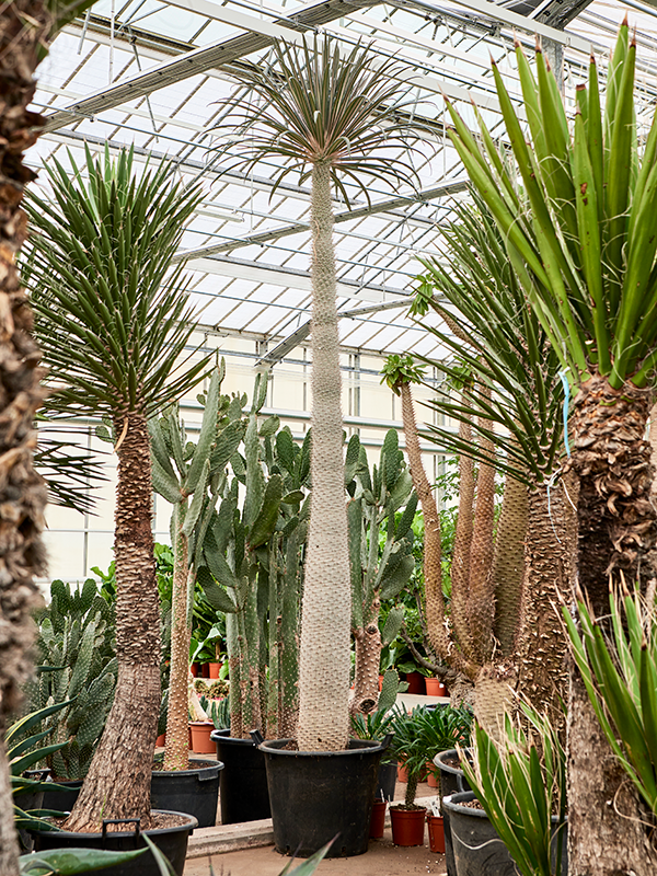 Planta naturala de interior Stem D80xH375cm Pachypodium geayi PS50/40cm in pamant