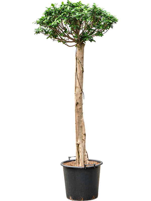 Planta naturala de interior Stem D85xH180cm Ficus microcarpa 'Compacta' PS45/37cm in pamant