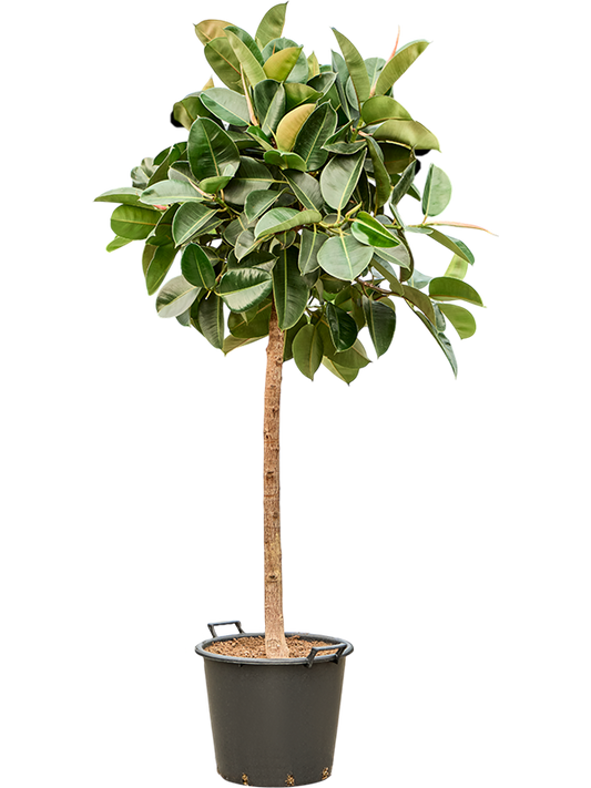 Planta naturala de interior Stem D85xH210cm Ficus elastica 'Robusta' (190-230) PS45/37cm in pamant