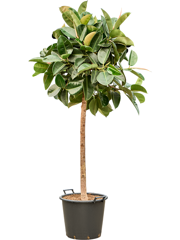 Planta naturala de interior Stem D85xH210cm Ficus elastica 'Robusta' (190-230) PS45/37cm in pamant
