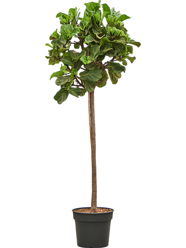 Planta naturala de interior Stem D85xH275cm Ficus lyrata PS50/41cm in pamant