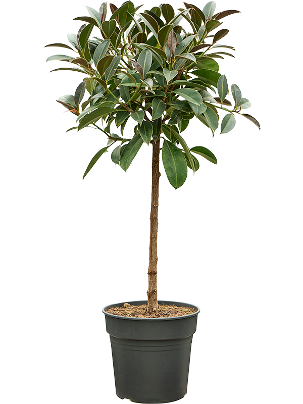 Planta naturala de interior Stem D90xH140cm Ficus elastica 'Melany' PS30/27cm in pamant