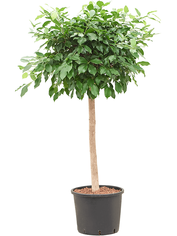 Planta naturala de interior Stem D90xH140cm Ficus microcarpa ‘Nitida’ P30/26cm in hidrogranule