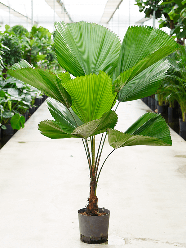 Planta naturala de interior Stem D100xH130cm Licuala grandis P22/19cm in hidrogranule