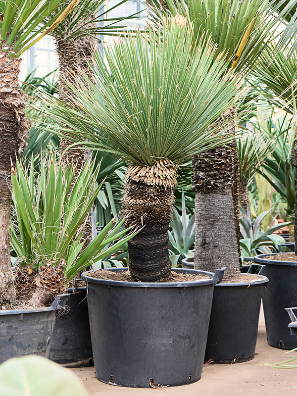 Planta naturala de interior Stem D90xH180cm Dasylirion serratifolium PS70/51cm in pamant