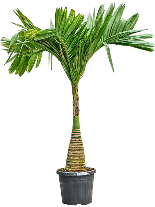 Planta naturala de interior Stem D90xH190cm Areca catechu dwarf (180-200) PS43/32cm in pamant