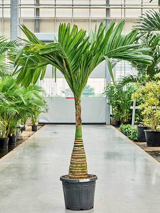Planta naturala de interior Stem D90xH190cm Areca catechu dwarf (180-200) PS43/32cm in pamant