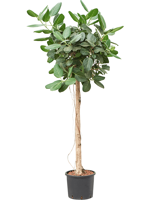 Planta naturala de interior Stem D90xH190cm Ficus benghalensis 'Audrey' P28/24cm in hidrogranule