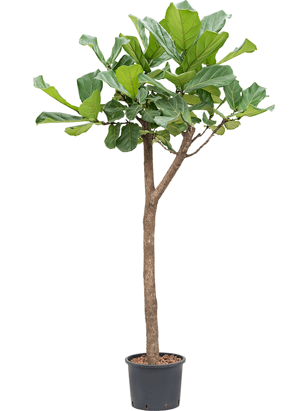 Planta naturala de interior Stem D90xH190cm Ficus lyrata P30/26cm in hidrogranule