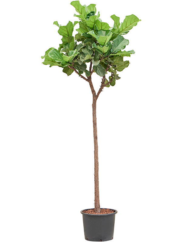 Planta naturala de interior Stem D90xH250cm Ficus lyrata P35/28cm in hidrogranule