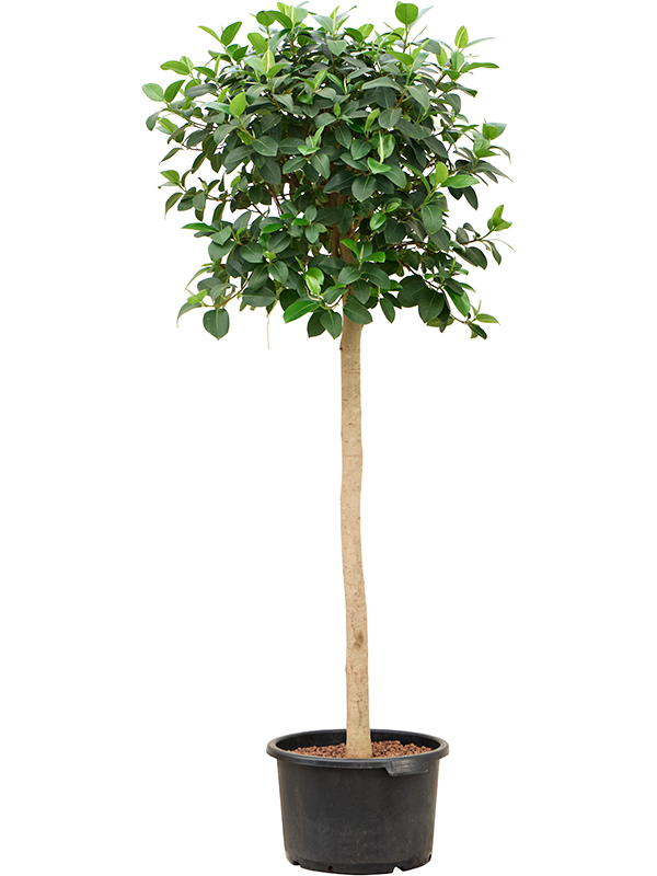 Planta naturala de interior Stem D90xH190cm Ficus rubiginosa 'Australis' P40/28cm in hidrogranule