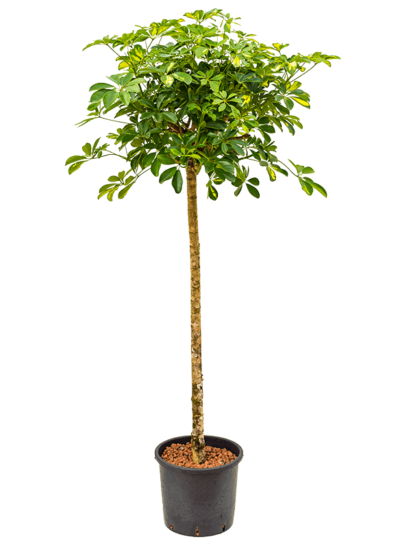 Planta naturala de interior Stem D90xH190cm Schefflera arboricola 'Gold Capella' P32/26cm in hidrogranule