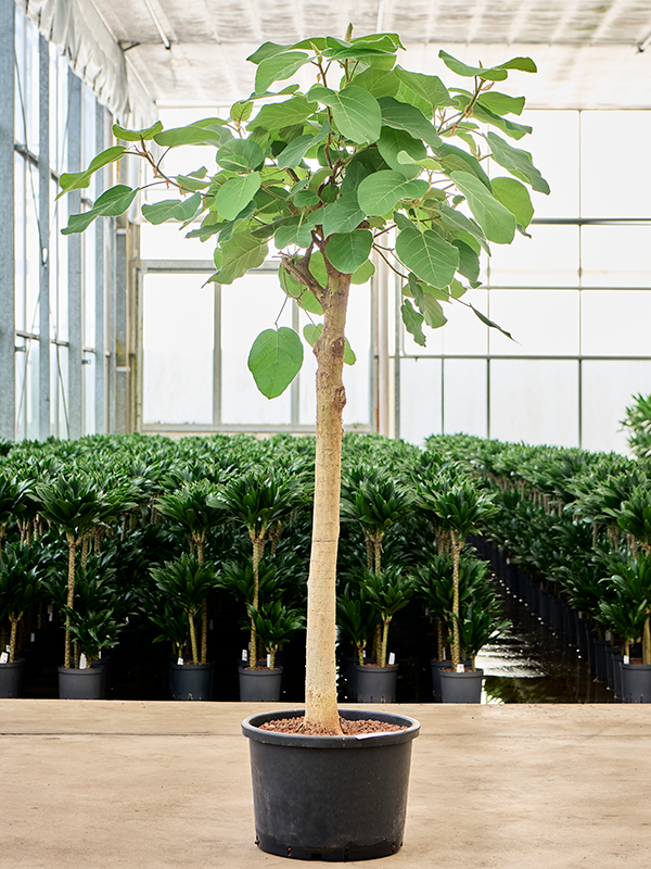 Planta naturala de interior Stem D90xH210cm Ficus auriculata 'Everest' P42/32cm in hidrogranule