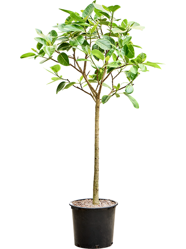 Planta naturala de interior Stem D90xH210cm Ficus benghalensis 'Audrey' PS45/38cm in pamant