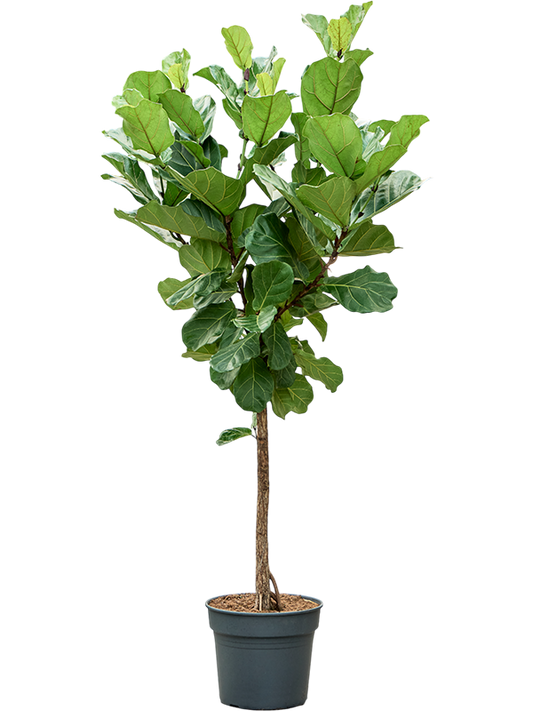 Planta naturala de interior Stem D90xH210cm Ficus lyrata (190-230) PS38/32cm in pamant