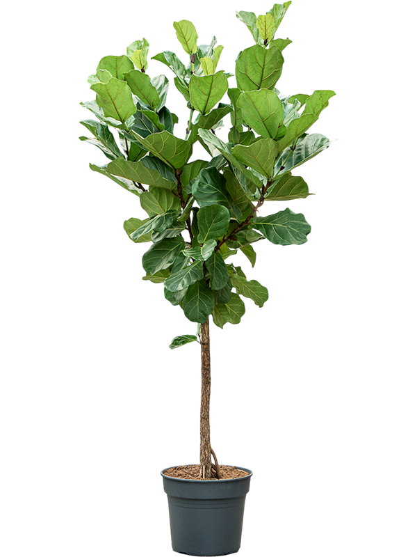 Planta naturala de interior Stem D90xH210cm Ficus lyrata (190-230) PS38/32cm in pamant