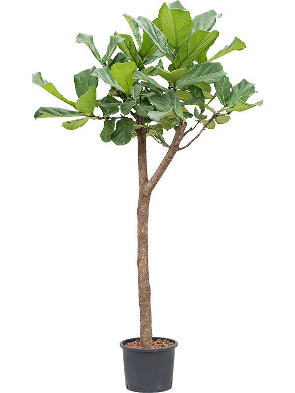 Planta naturala de interior Stem D90xH190cm Ficus lyrata P28/24cm in hidrogranule