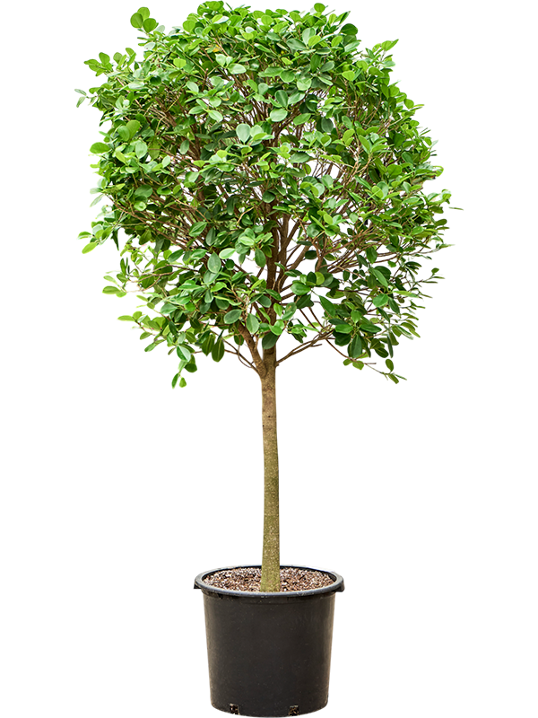 Planta naturala de interior Stem D90xH210cm Ficus microcarpa 'Moclame'(200-230) PS45/38cm in pamant
