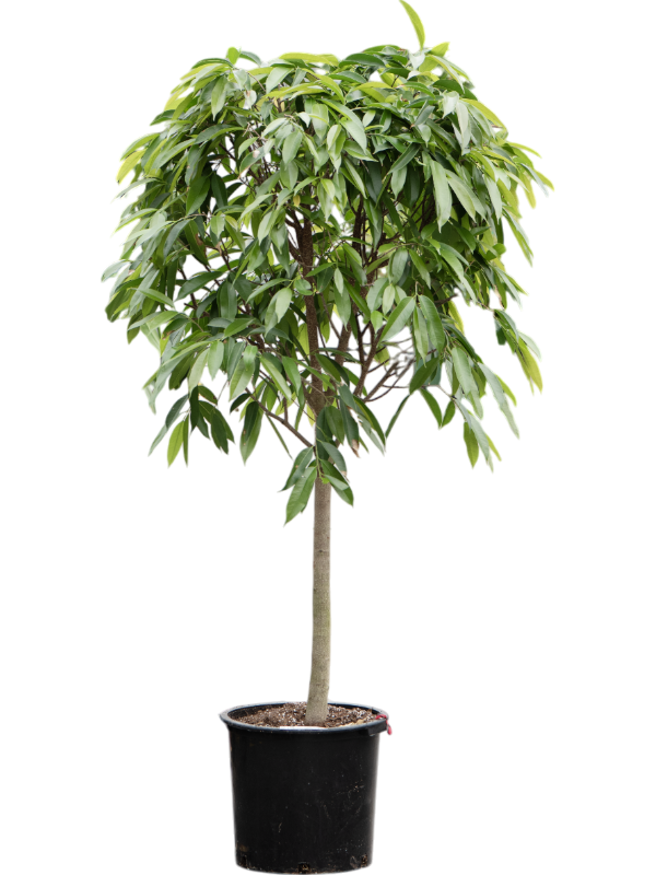 Planta naturala de interior Stem D90xH220cm Ficus binnendijkii 'Amstel King' PS44/39cm in pamant