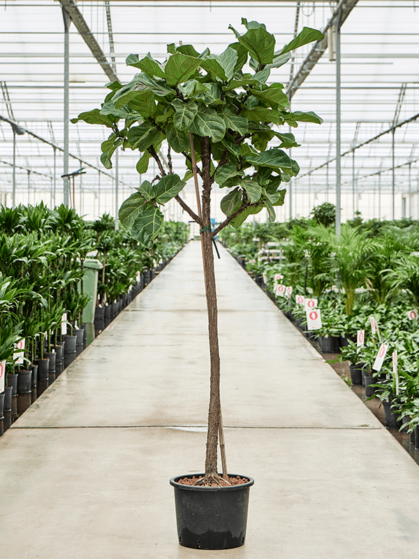 Planta naturala de interior Stem D90xH230cm Ficus lyrata P32/26cm in hidrogranule