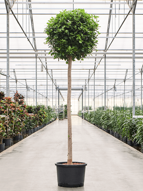 Planta naturala de interior Stem D90xH240cm Ficus microcarpa 'Moclame' P42/32cm in hidrogranule