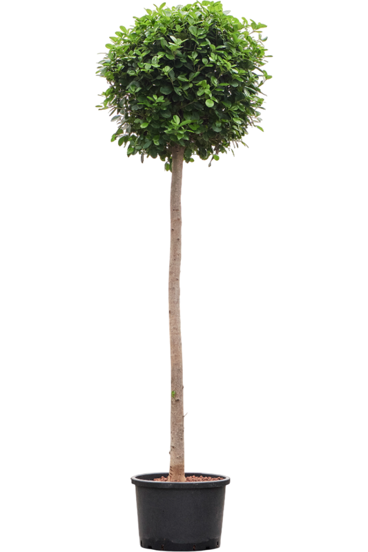 Planta naturala de interior Stem D90xH250cm Ficus microcarpa 'Moclame' P42/32cm in hidrogranule