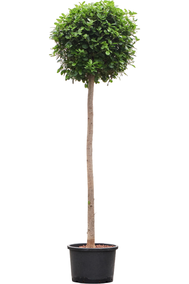 Planta naturala de interior Stem D90xH250cm Ficus microcarpa 'Moclame' P42/32cm in hidrogranule