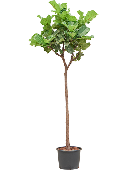 Planta naturala de interior Stem D90xH280cm Ficus lyrata P35/28cm in hidrogranule