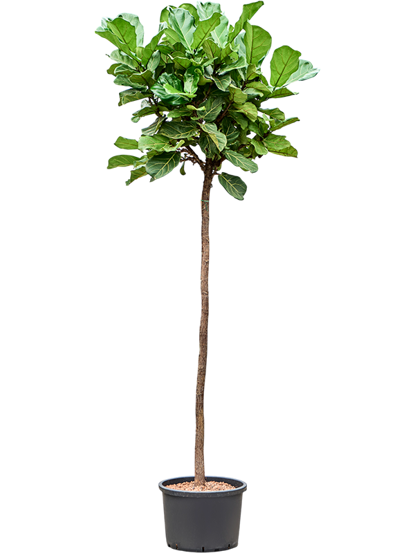 Planta naturala de interior Stem D90xH280cm Ficus lyrata P42/32cm in hidrogranule