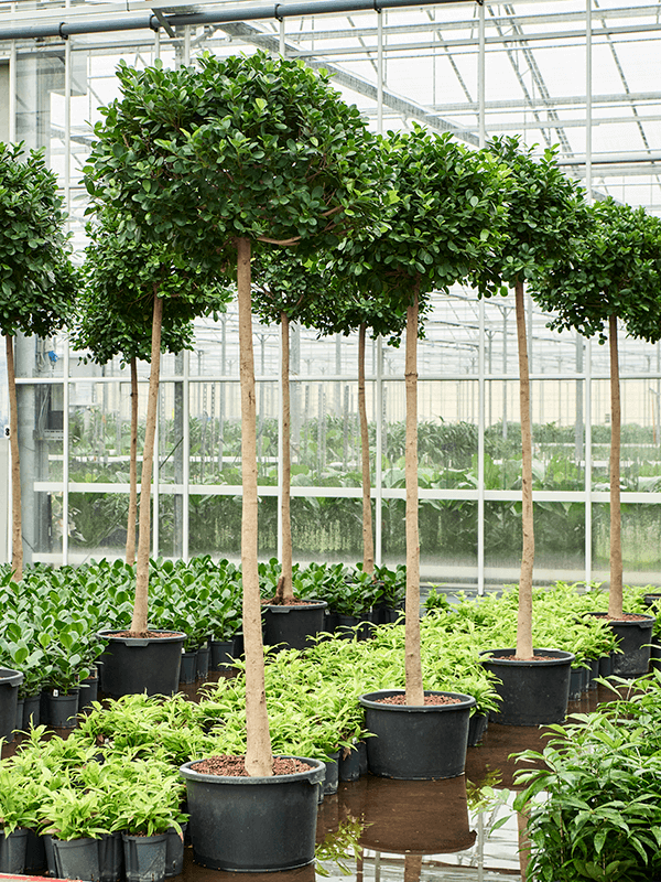 Planta naturala de interior Stem D90xH280cm Ficus microcarpa 'Moclame' P45/34cm in hidrogranule