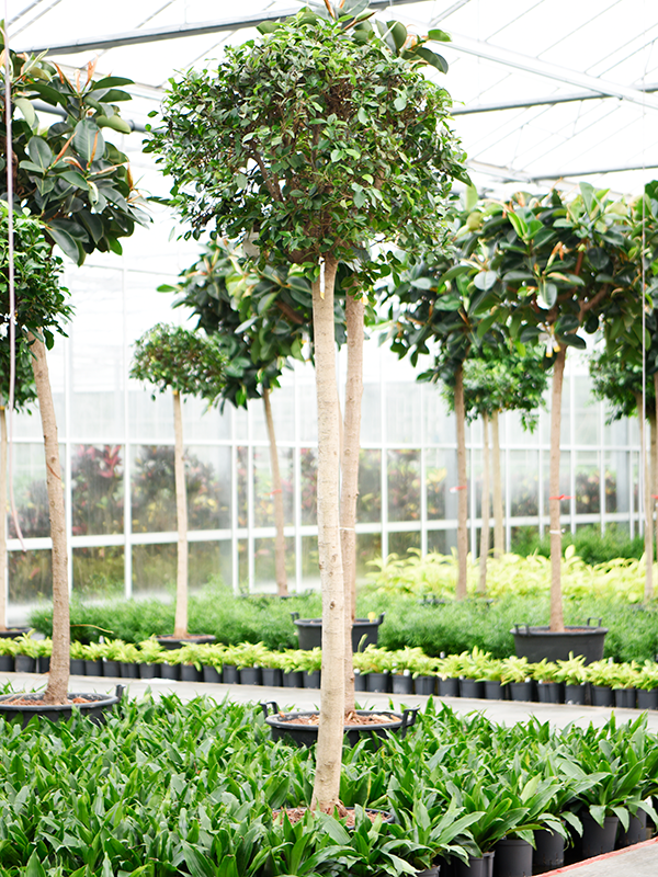 Planta naturala de interior Stem D90xH300cm Ficus microcarpa ‘Nitida’ P45/34cm in hidrogranule